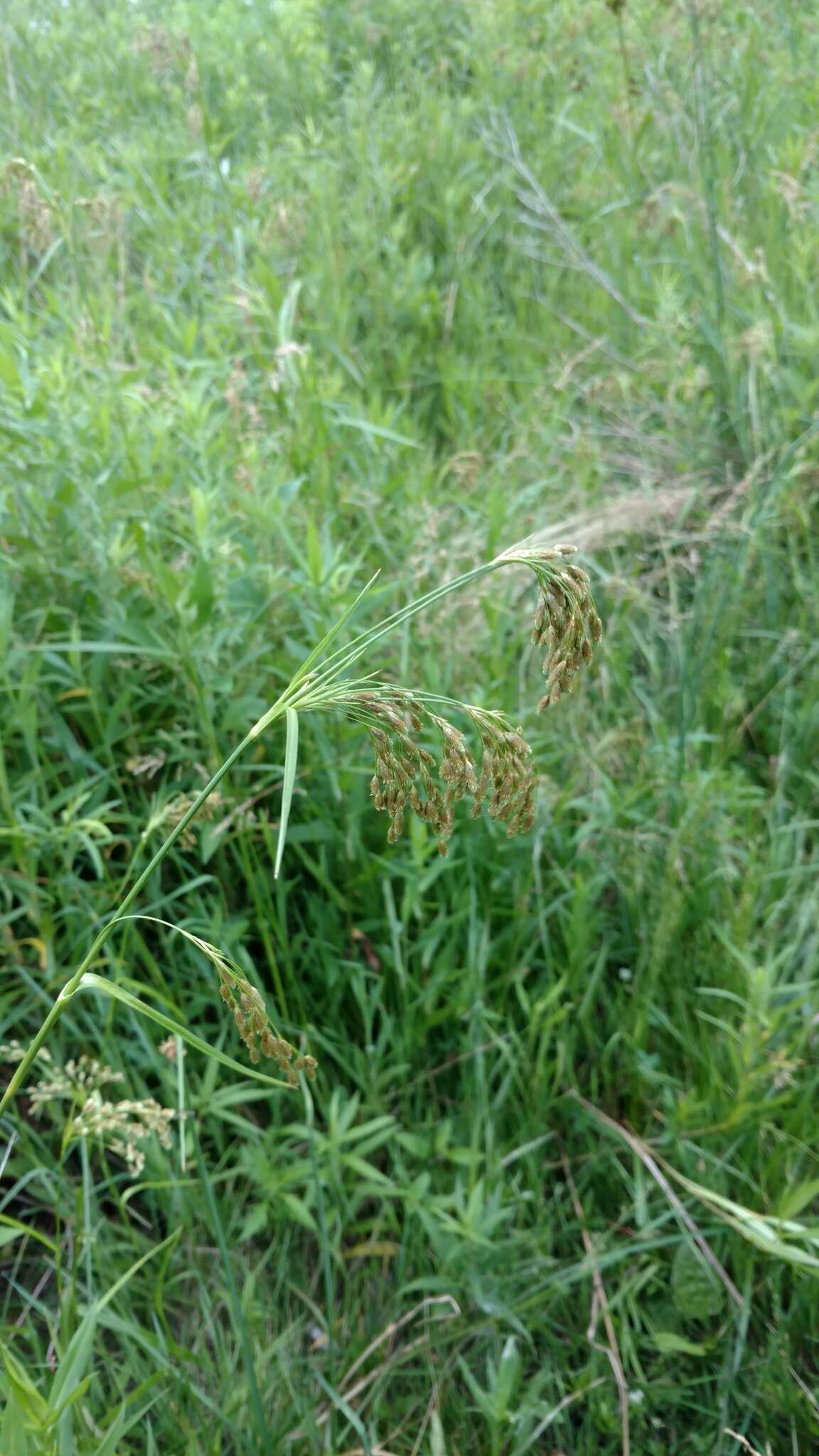 Scirpus pendulus Muhl. resmi