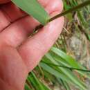 Image of Anthoxanthum novae-zelandiae (Gand.)