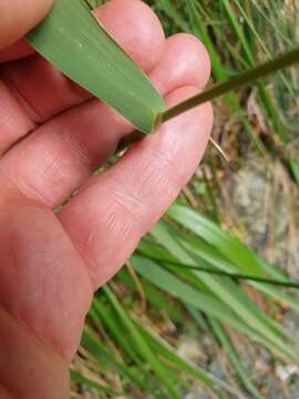 Image of Anthoxanthum novae-zelandiae (Gand.)