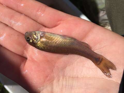 Image of Fathead Minnow