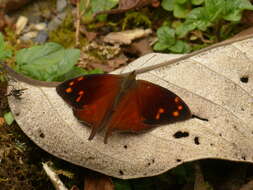 Image of Corades enyo Hewitson 1848