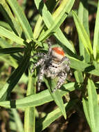 صورة Phidippus adumbratus Gertsch 1934