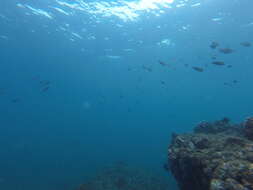 Image of Scissortail damselfish