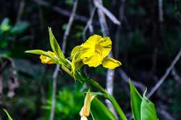 Image of bandanna of the Everglades