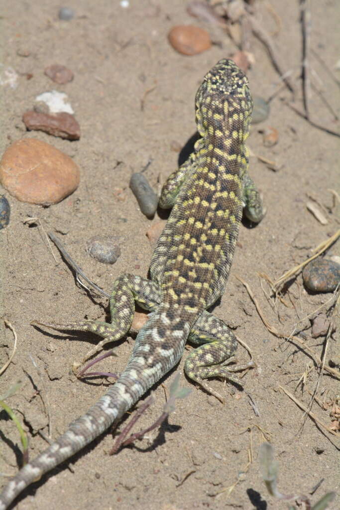 Liolaemus melanops Burmeister 1888 resmi