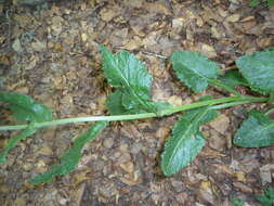 Tephroseris longifolia subsp. brachychaeta Greuter resmi