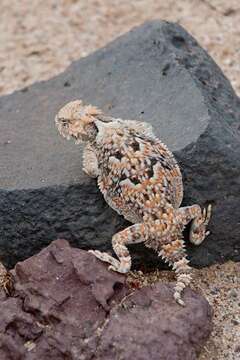 Image of Desert Horned Lizard