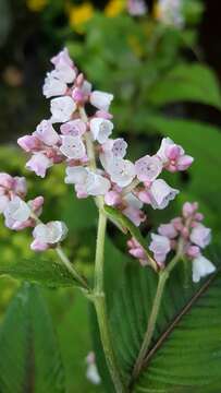 Koenigia campanulata (Hook. fil.) T. M. Schust. & Reveal resmi