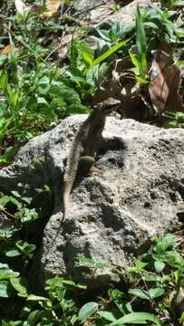 Image of Haitian Curlytail Lizard