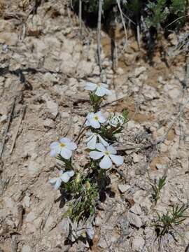 Image of prairie phlox