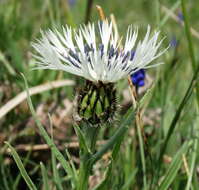 Plancia ëd Centaurea napulifera Rochel