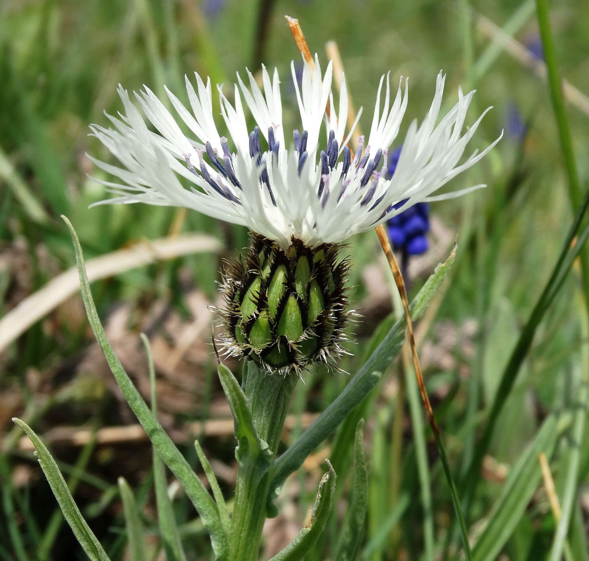 Image de Centaurea napulifera Rochel