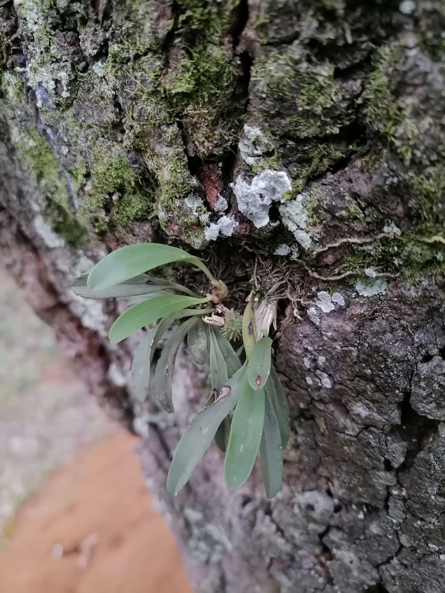 Image of Specklinia tribuloides (Sw.) Pridgeon & M. W. Chase