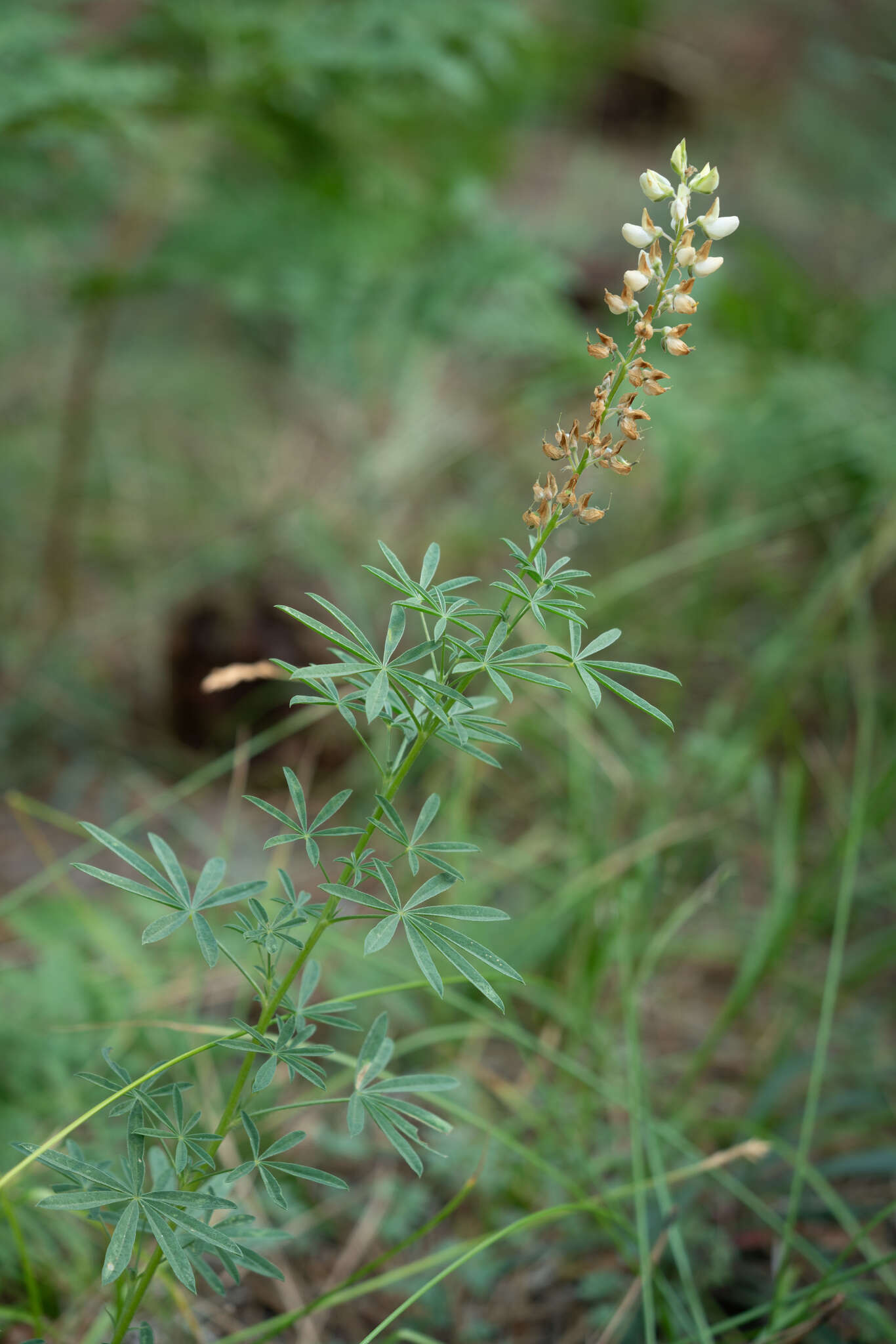 Sivun Lupinus andersonii S. Watson kuva