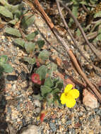 Image of Camissoniopsis cheiranthifolia (Hornem. ex Spreng.) W. L. Wagner & Hoch