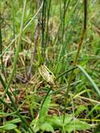 Image of tall cottongrass