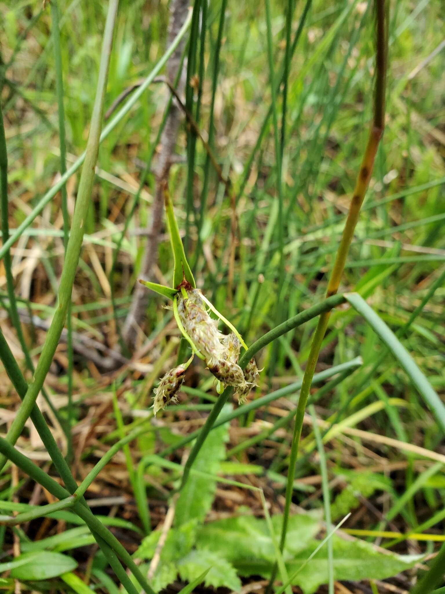 Image of tall cottongrass