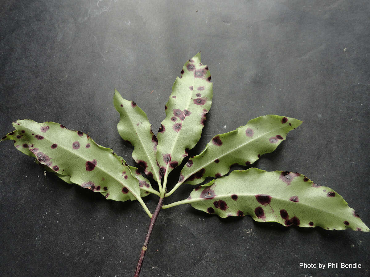 Image of Mycosphaerella pittospori (Cooke) F. A. Weiss 1950