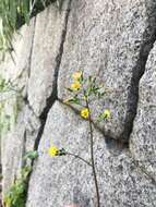 Image of Youngia japonica subsp. elstonii (Hochreutiner) Babc. & Stebbins