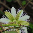 Image of Passiflora ciliata var. santiagana (Killip) Vanderpl.