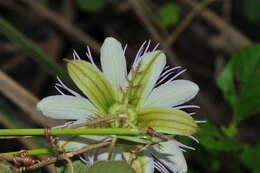 Image of Passiflora ciliata var. santiagana (Killip) Vanderpl.