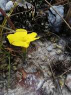 Image de Pachypodium brevicaule Baker