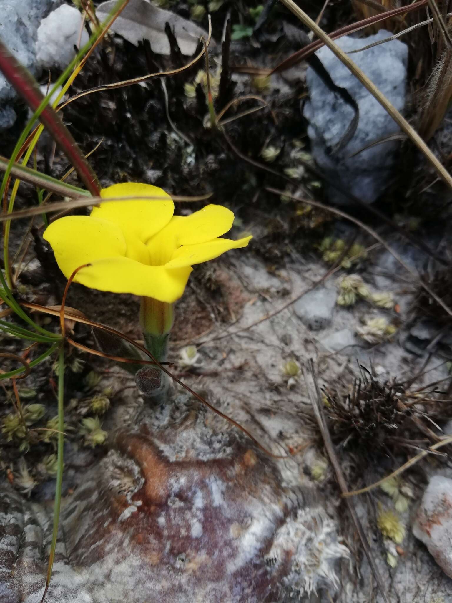 Image de Pachypodium brevicaule Baker