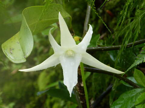 Imagem de Angraecum sesquipedale Thouars