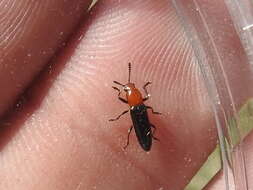 Image of Clover Stem Borer