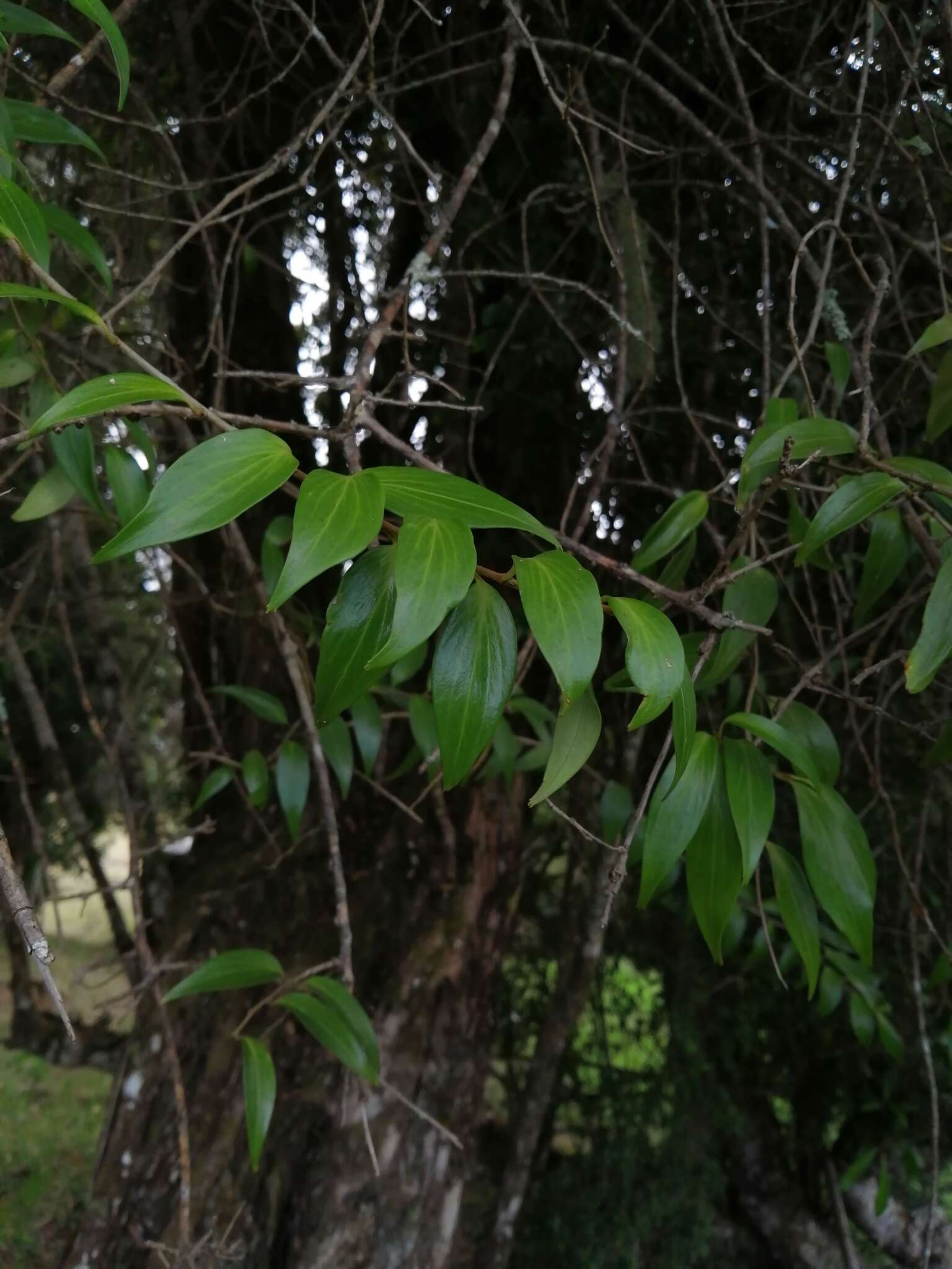 Image of Griselinia ruscifolia (Clos) Ball