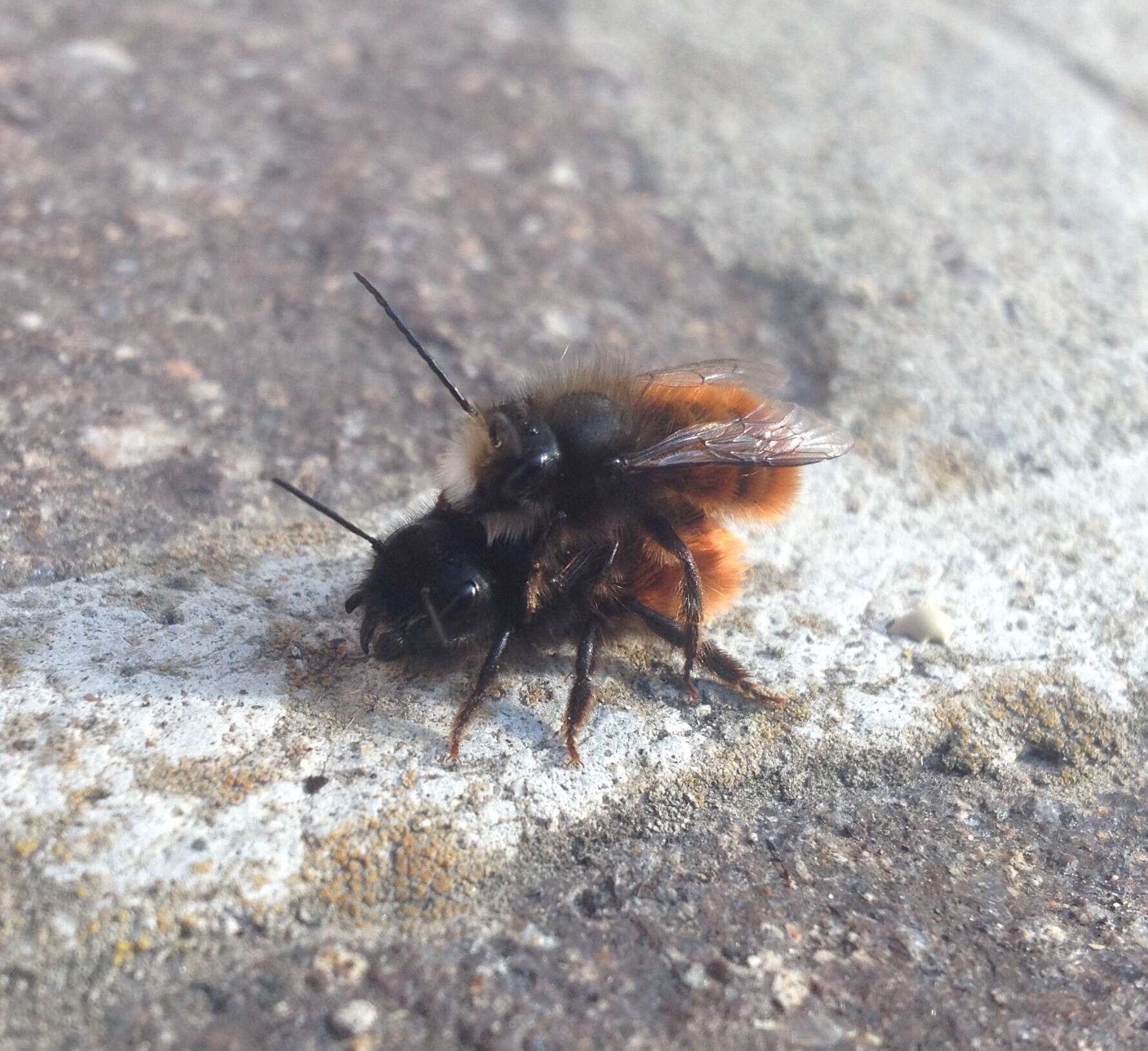 Image of Osmia cornuta (Latreille 1805)