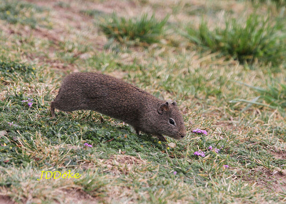 صورة Galea leucoblephara Burmeister 1861