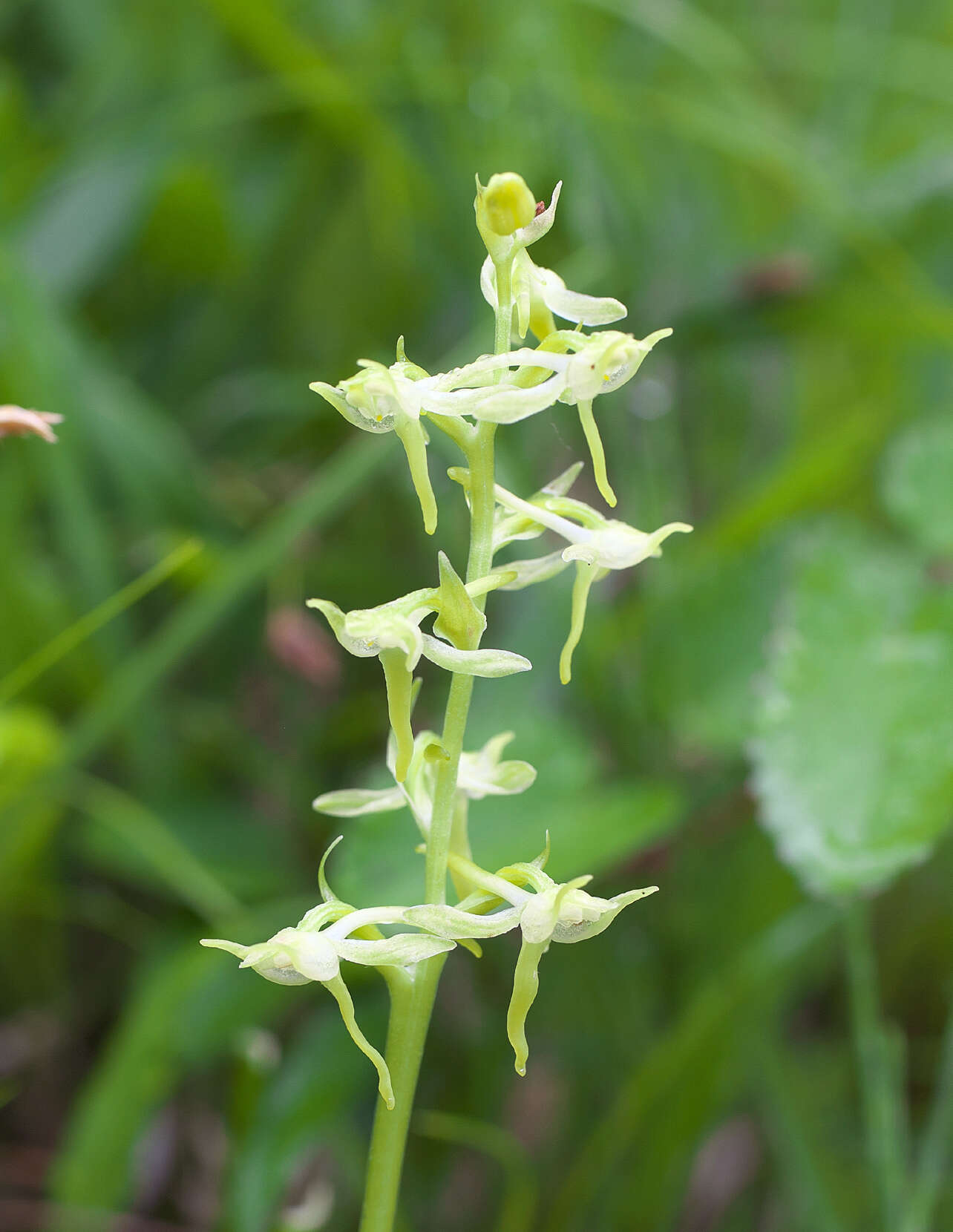 Plancia ëd Platanthera oreades Franch. & Sav.