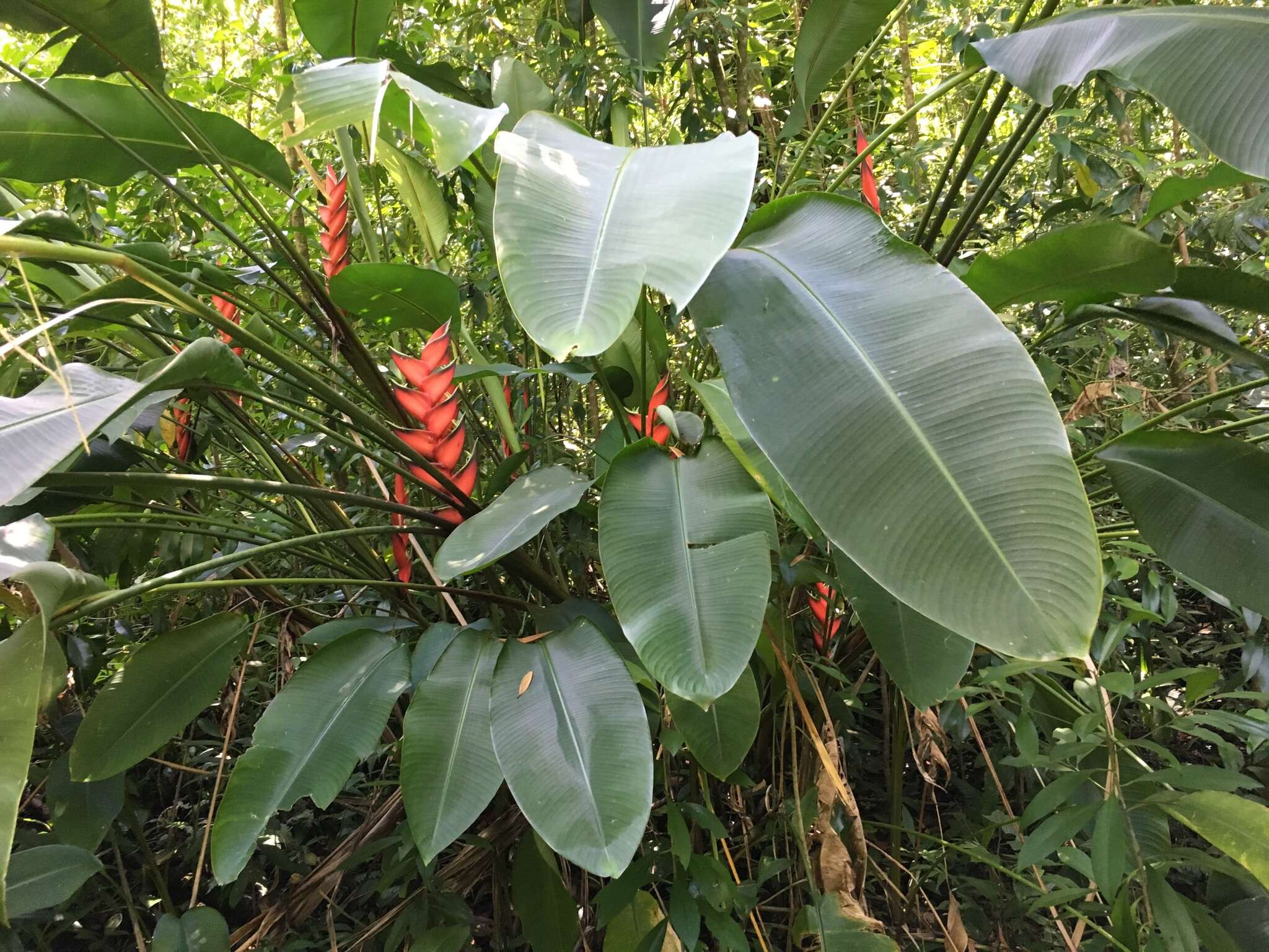 Image of macawflower