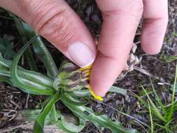 Image of speckled false dandelion