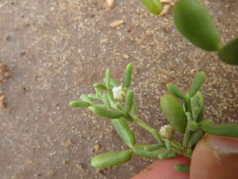 Image de Tetraena gaetula (Emb. & Maire) Beier & Thulin