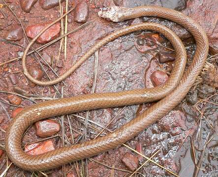 Psammophis brevirostris Peters 1881的圖片