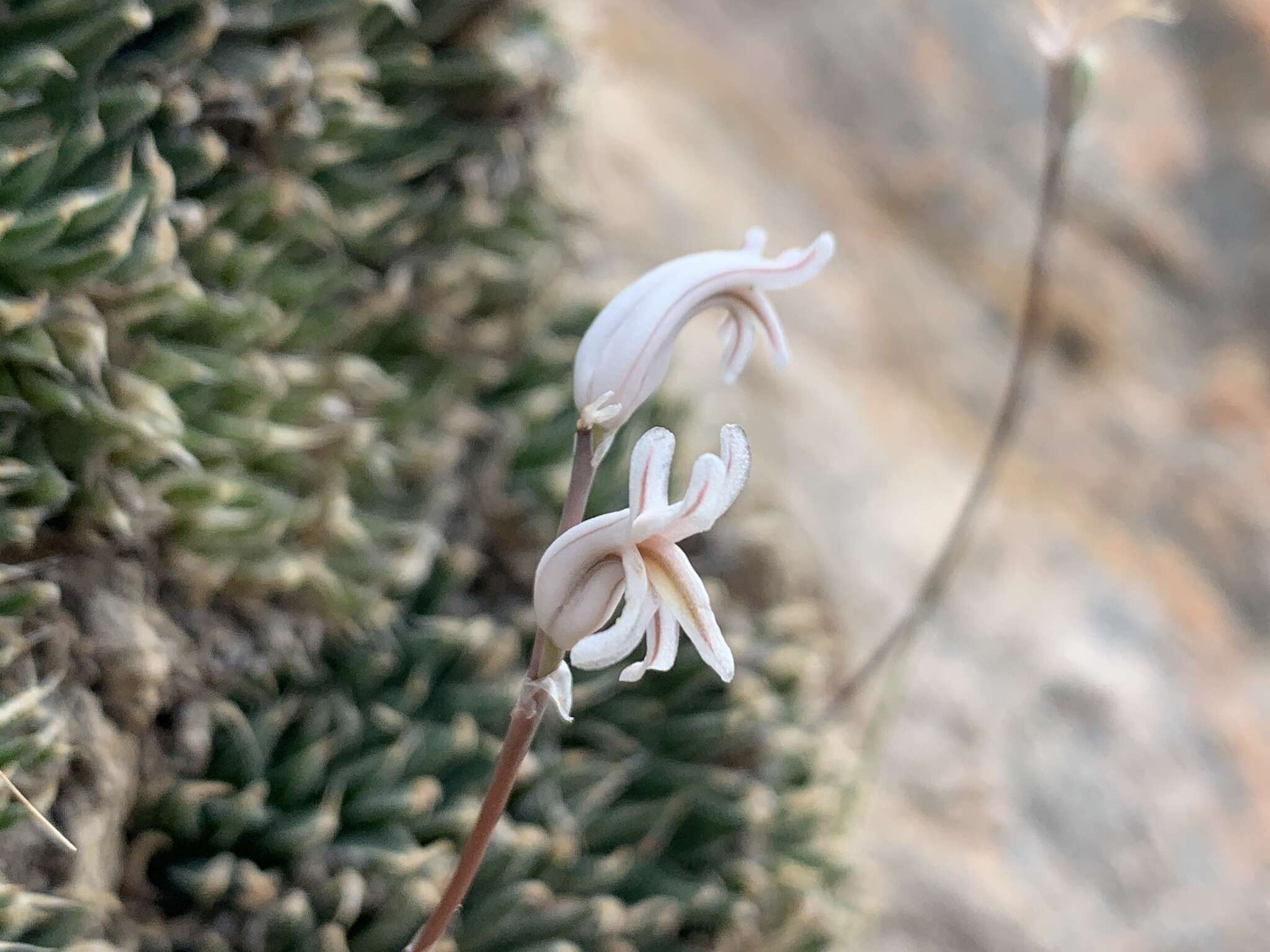 Image de Haworthia marumiana var. viridis M. B. Bayer