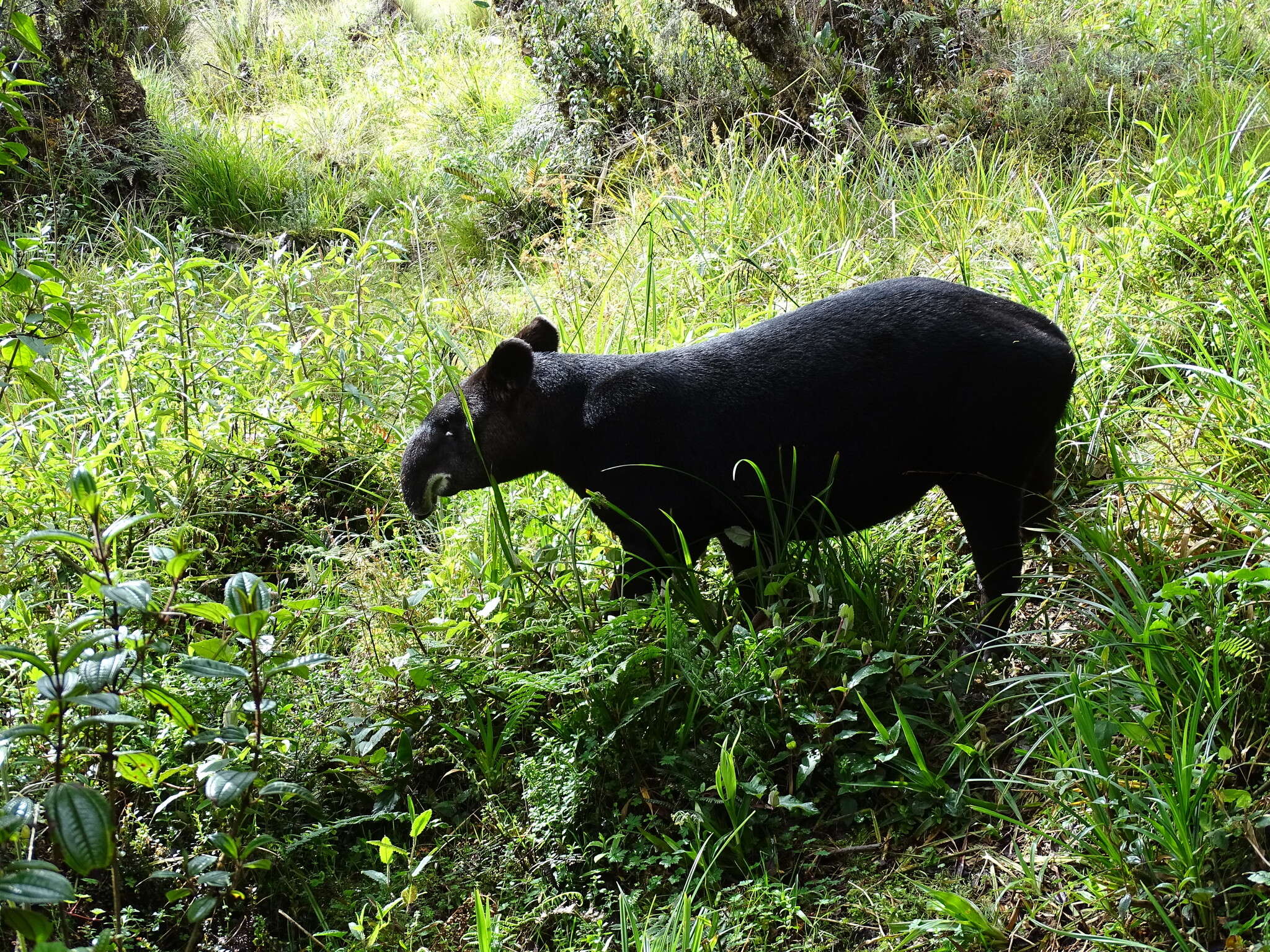 Plancia ëd Tapirus pinchaque (Roulin 1829)