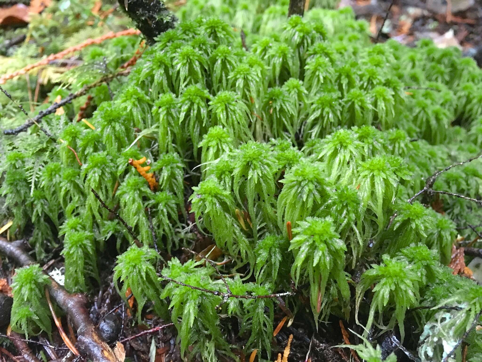 Imagem de Sphagnum rubiginosum Flatberg 1993