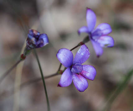 Image of Purple enamel orchid