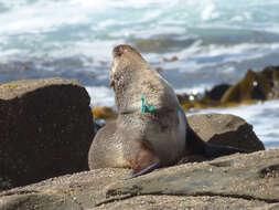 Image of Afro-Australian Fur Seal