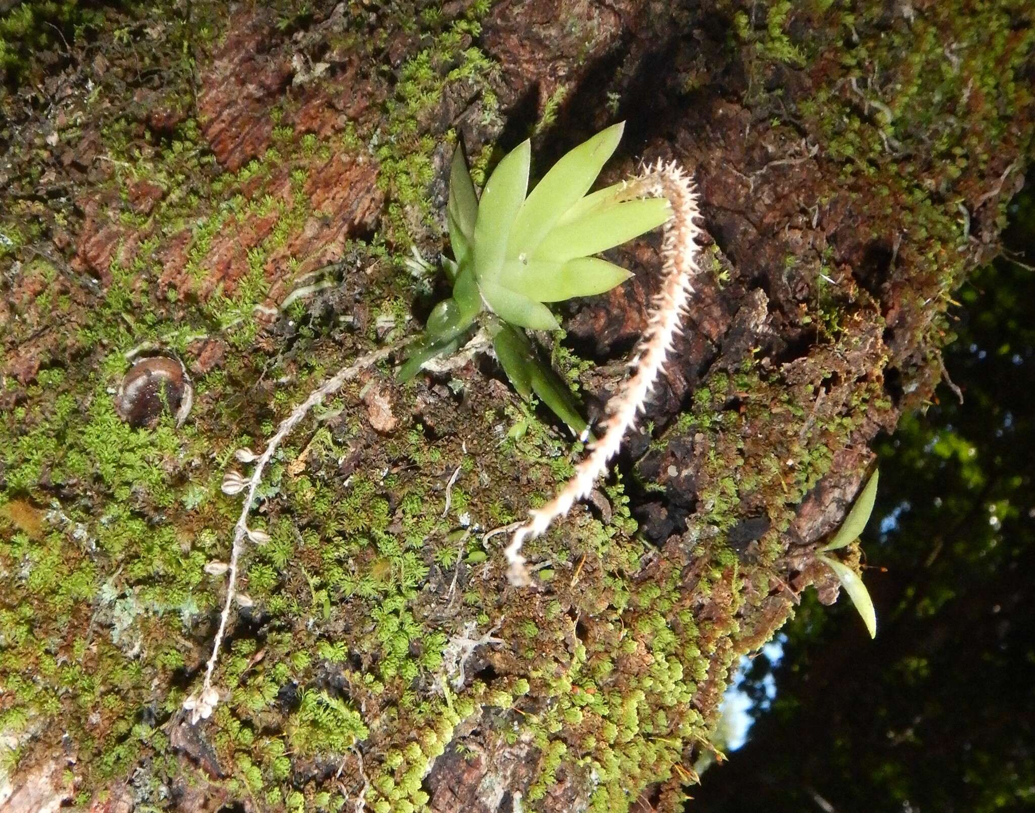 Image of Soldier's crest orchid