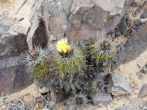 Imagem de Copiapoa calderiana F. Ritter