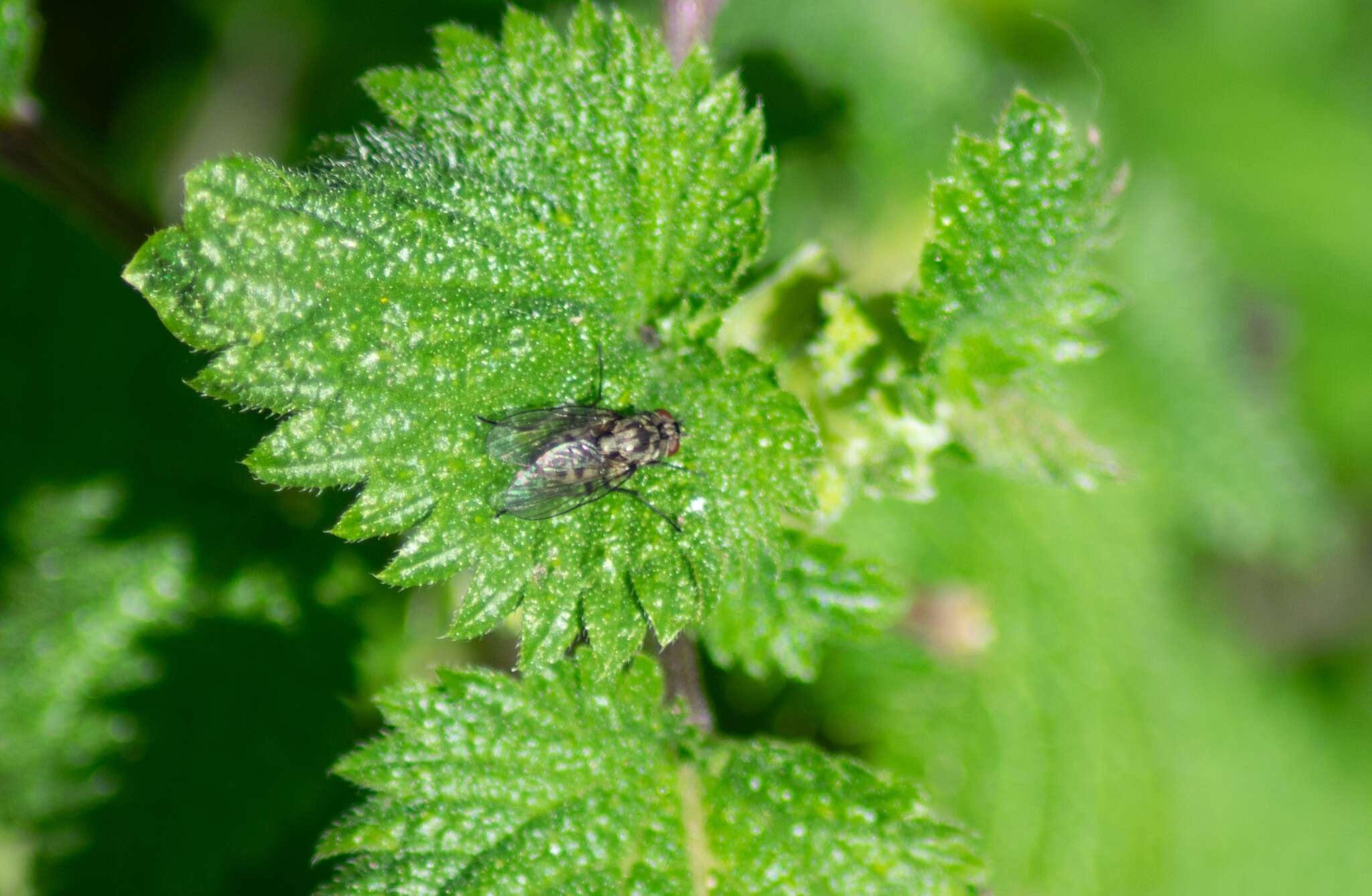 Image of Limnophora maculosa (Meigen 1826)