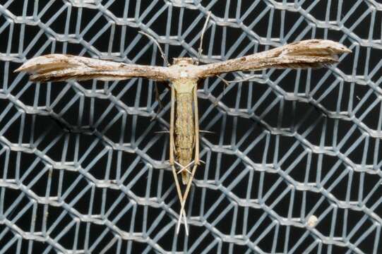 Image of Ragweed Plume Moth