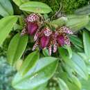 صورة Bulbophyllum leopardinum (Wall.) Lindl. ex Wall.