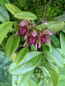 Bulbophyllum leopardinum (Wall.) Lindl. ex Wall.的圖片