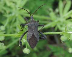 Image of Florida leaf-footed bug