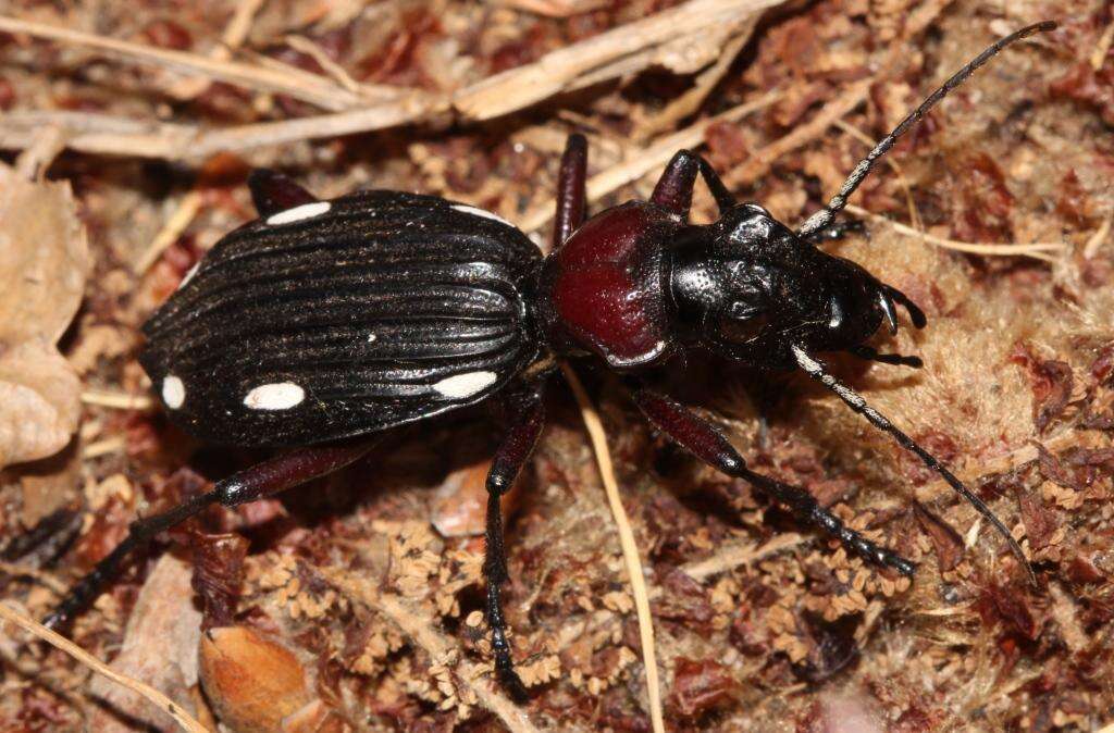 Image of Anthia (Termophilum) decemguttata (Linnaeus 1764)